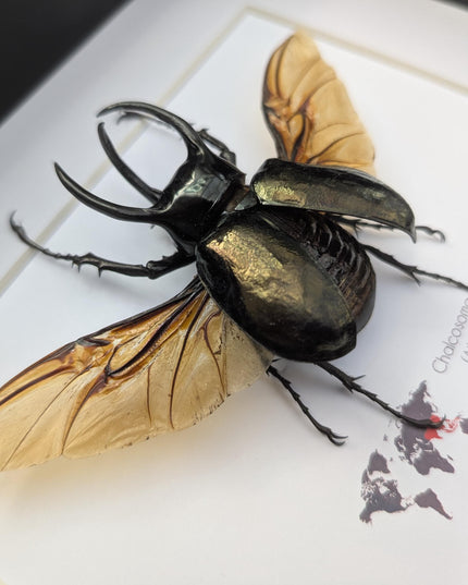 Framed atlas beetle taxidermy, large rhinoceros beetle, 10" x 8"