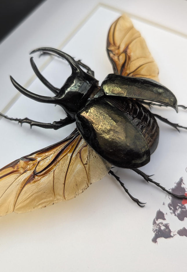 Framed atlas beetle taxidermy, large rhinoceros beetle, 10" x 8"