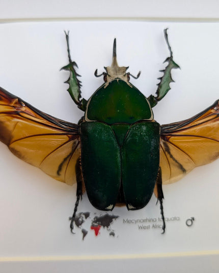 Giant emerald beetle: framed mecynorrhina torquata immaculicollis display (10" x 8")