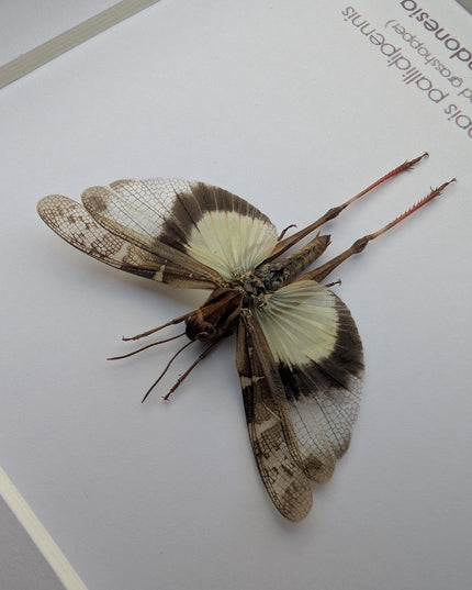 Framed pale-winged grasshopper: ethically sourced nature art (6x6)