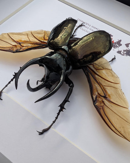 Framed atlas beetle taxidermy, large rhinoceros beetle, 10" x 8"