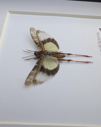 Framed pale-winged grasshopper: ethically sourced nature art (6x6)