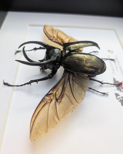 Framed atlas beetle taxidermy, large rhinoceros beetle, 10" x 8"