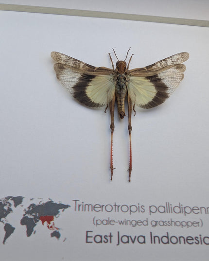 Framed pale-winged grasshopper: ethically sourced nature art (6x6)
