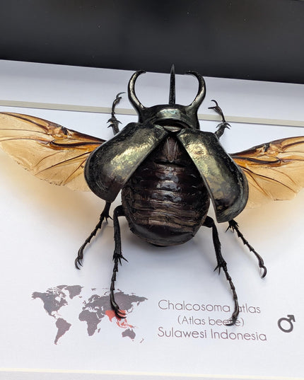 Framed atlas beetle taxidermy, large rhinoceros beetle, 10" x 8"