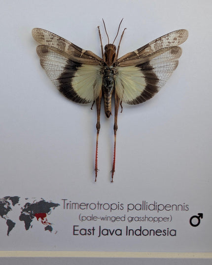 Framed pale-winged grasshopper: ethically sourced nature art (6x6)