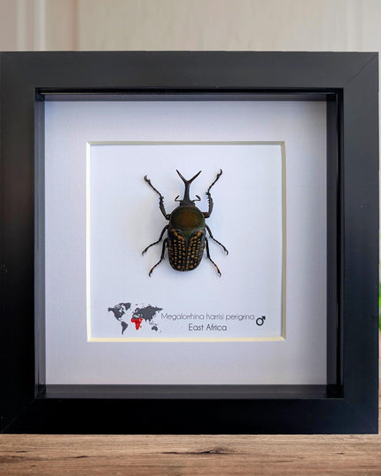 Megalorrhina harrisi peregrina male, the fork-horned flower beetle, green beetle from cameroon, frame 6" x 6"