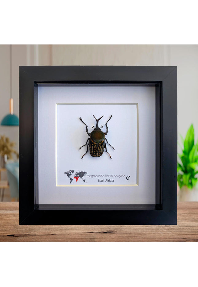 Megalorrhina harrisi peregrina male, the fork-horned flower beetle, green beetle from cameroon, frame 6" x 6"