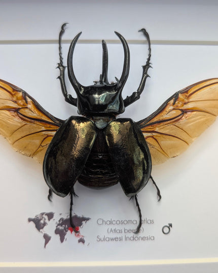Framed atlas beetle taxidermy, large rhinoceros beetle, 10" x 8"
