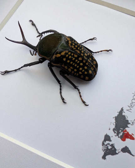 Megalorrhina harrisi peregrina male, the fork-horned flower beetle, green beetle from cameroon, frame 6" x 6"
