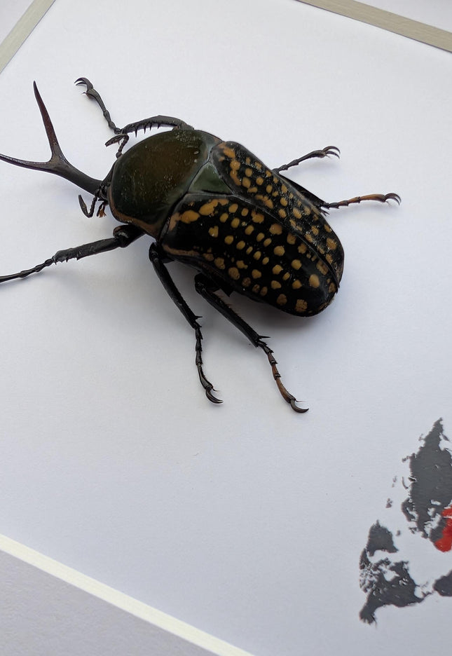 Megalorrhina harrisi peregrina male, the fork-horned flower beetle, green beetle from cameroon, frame 6" x 6"