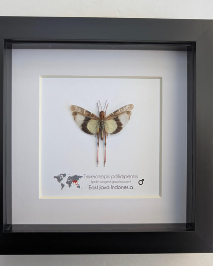Framed pale-winged grasshopper: ethically sourced nature art (6x6)