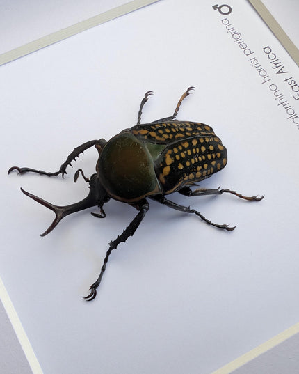 Megalorrhina harrisi peregrina male, the fork-horned flower beetle, green beetle from cameroon, frame 6" x 6"