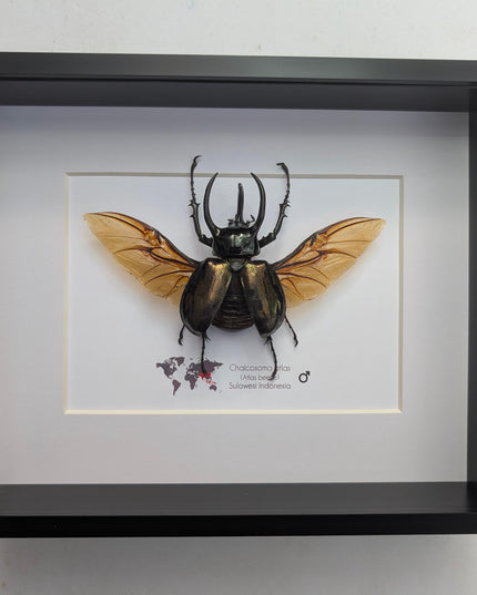 Framed atlas beetle taxidermy, large rhinoceros beetle, 10" x 8"