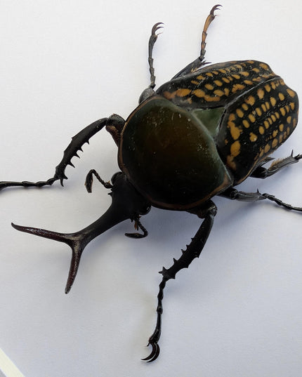 Megalorrhina harrisi peregrina male, the fork-horned flower beetle, green beetle from cameroon, frame 6" x 6"