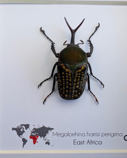 Megalorrhina harrisi peregrina male, the fork-horned flower beetle, green beetle from cameroon, frame 6" x 6"