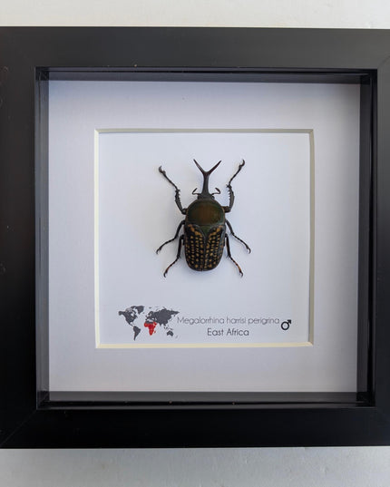 Megalorrhina harrisi peregrina male, the fork-horned flower beetle, green beetle from cameroon, frame 6" x 6"
