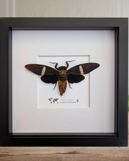 Framed tosena albata giant cicada - java, indonesia - 8x8