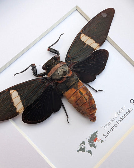 Framed tosena albata giant cicada - java, indonesia - 8x8