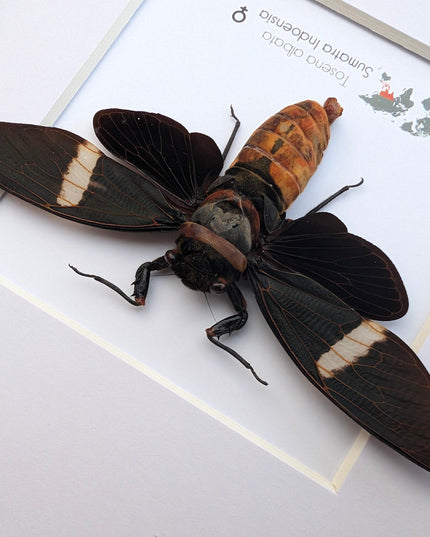 Framed tosena albata giant cicada - java, indonesia - 8x8