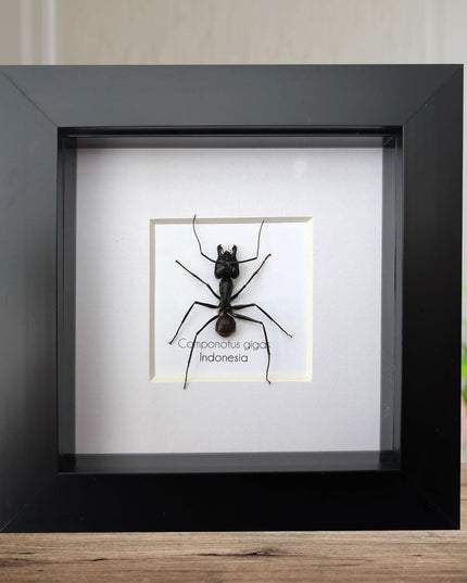 Framed camponotus gigas, giant forest ant taxidermy, entomology wall decor