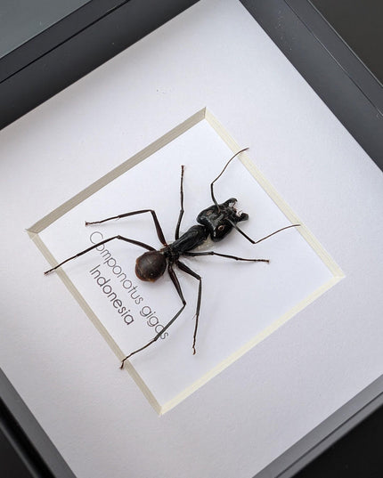 Framed camponotus gigas, giant forest ant taxidermy, entomology wall decor