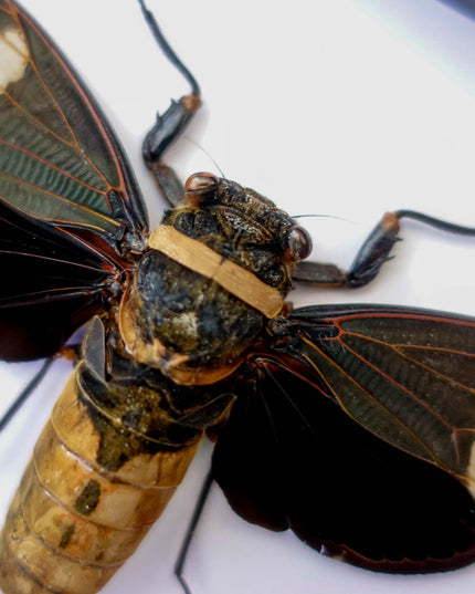 Framed tosena albata giant cicada - java, indonesia - 8x8