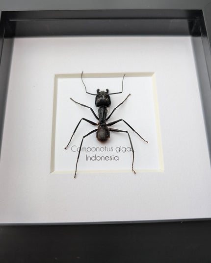 Framed camponotus gigas, giant forest ant taxidermy, entomology wall decor