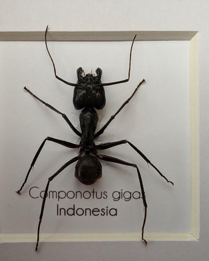 Framed camponotus gigas, giant forest ant taxidermy, entomology wall decor