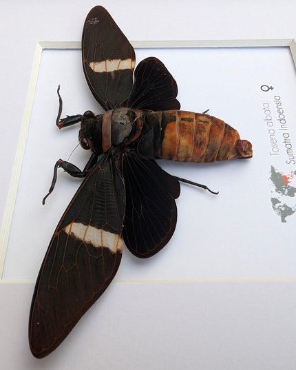 Framed tosena albata giant cicada - java, indonesia - 8x8