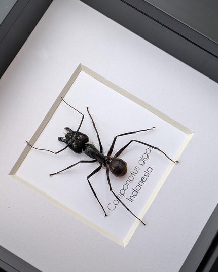 Framed camponotus gigas, giant forest ant taxidermy, entomology wall decor