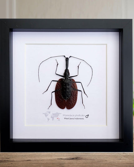 Framed violin beetle taxidermy: mormolyce phyllodes entomology wall art