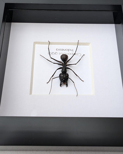 Framed camponotus gigas, giant forest ant taxidermy, entomology wall decor