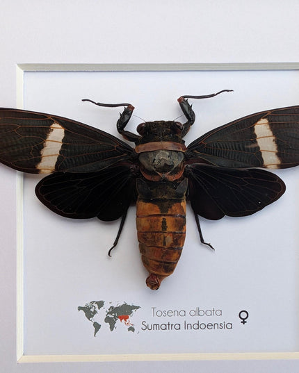 Framed tosena albata giant cicada - java, indonesia - 8x8
