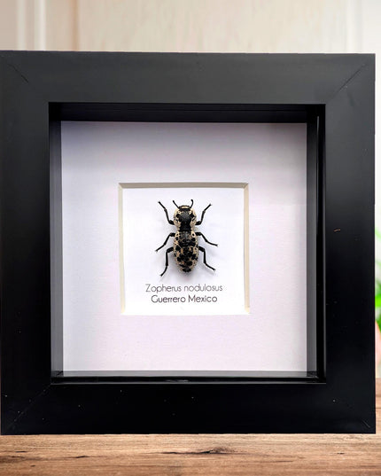 Rare Framed Ironclad Beetle Taxidermy, Entomologist Gift