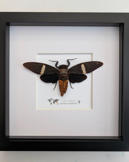 Framed tosena albata giant cicada - java, indonesia - 8x8