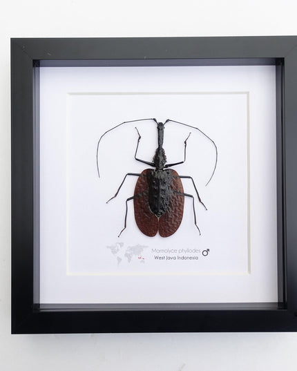Framed violin beetle taxidermy: mormolyce phyllodes entomology wall art