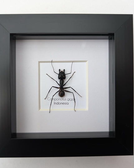 Framed camponotus gigas, giant forest ant taxidermy, entomology wall decor
