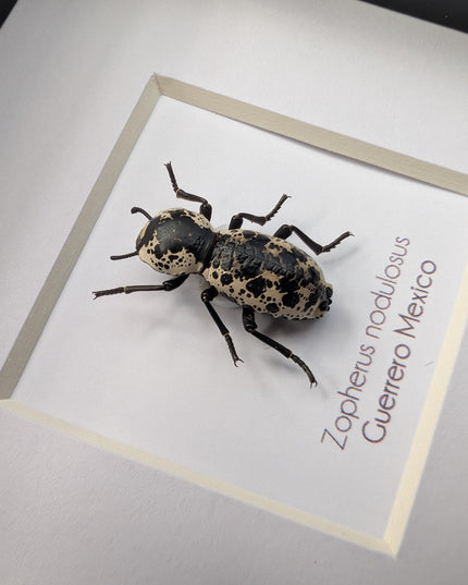Rare Framed Ironclad Beetle Taxidermy, Entomologist Gift