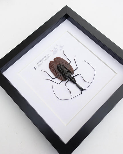 Framed violin beetle taxidermy: mormolyce phyllodes entomology wall art