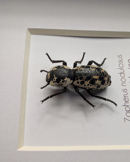 Rare Framed Ironclad Beetle Taxidermy, Entomologist Gift