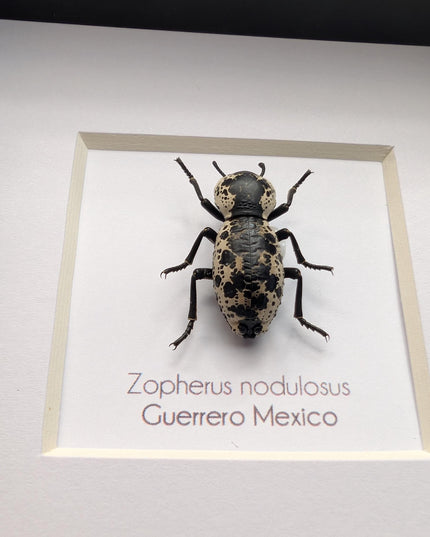 Rare Framed Ironclad Beetle Taxidermy, Entomologist Gift