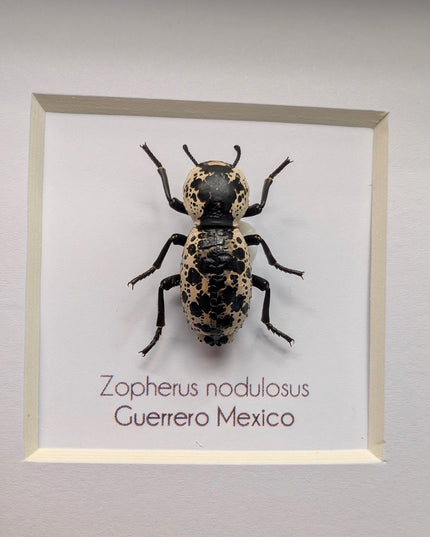 Rare Framed Ironclad Beetle Taxidermy, Entomologist Gift