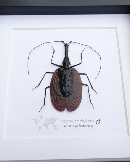 Framed violin beetle taxidermy: mormolyce phyllodes entomology wall art