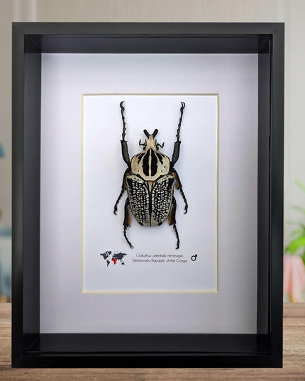 Framed eastern goliath flower beetle taxidermy, entomology wall decor (10x8)