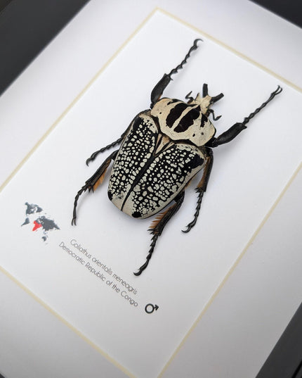 Framed eastern goliath flower beetle taxidermy, entomology wall decor (10x8)