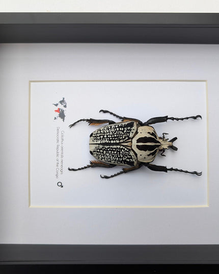 Framed eastern goliath flower beetle taxidermy, entomology wall decor (10x8)
