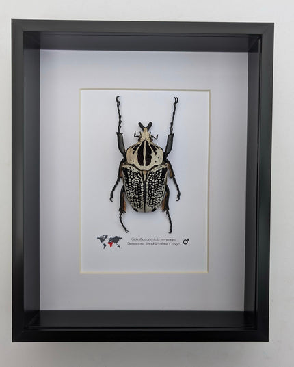 Framed eastern goliath flower beetle taxidermy, entomology wall decor (10x8)