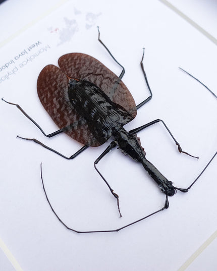 Framed violin beetle taxidermy: mormolyce phyllodes entomology wall art