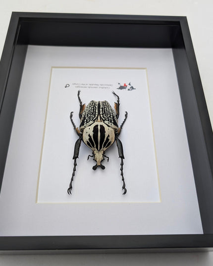 Framed eastern goliath flower beetle taxidermy, entomology wall decor (10x8)